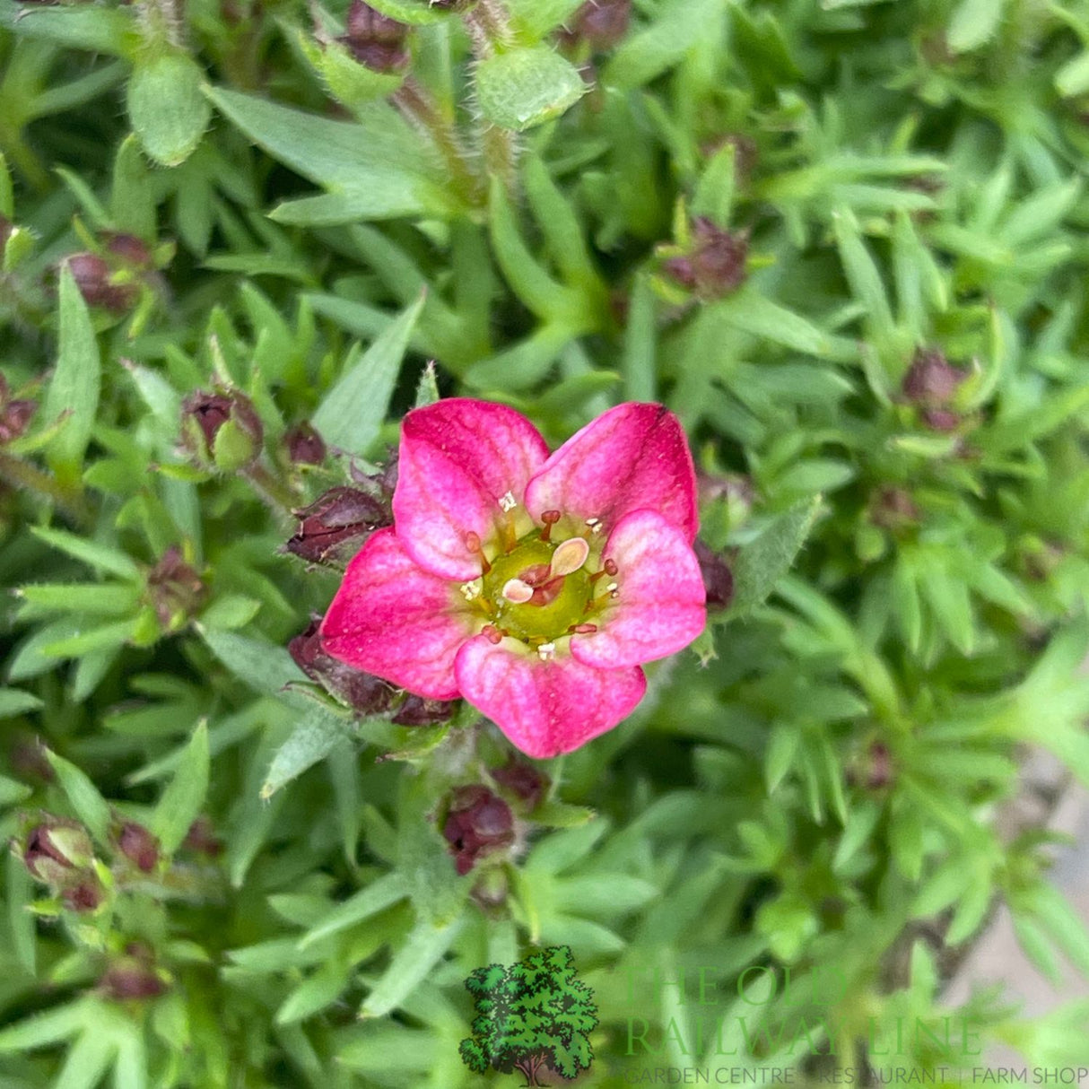Saxifraga 'Touran Red' Plant 2Ltr Pot