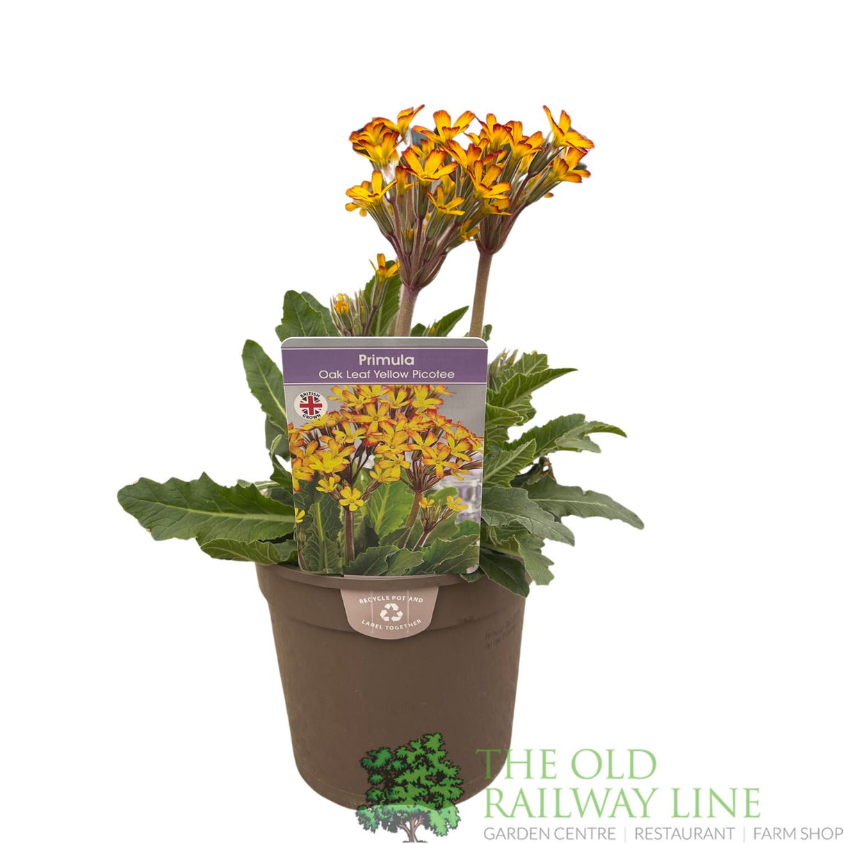 Primula vulgaris 'Oakleaf Yellow Picotee' Plant 1.5Ltr Pot