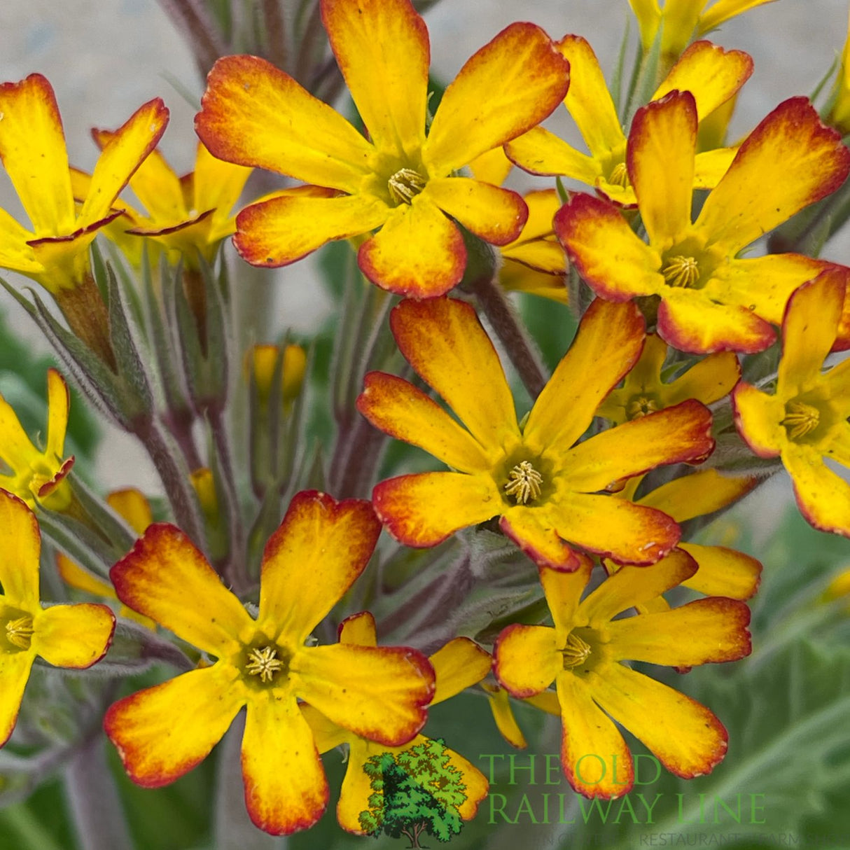 Primula vulgaris 'Oakleaf Yellow Picotee' Plant 1.5Ltr Pot