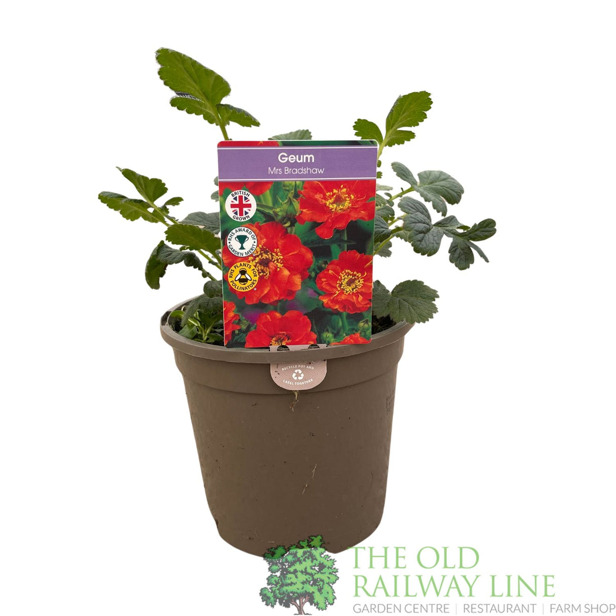 Geum 'Mrs Bradshaw' Plant 1Ltr Pot