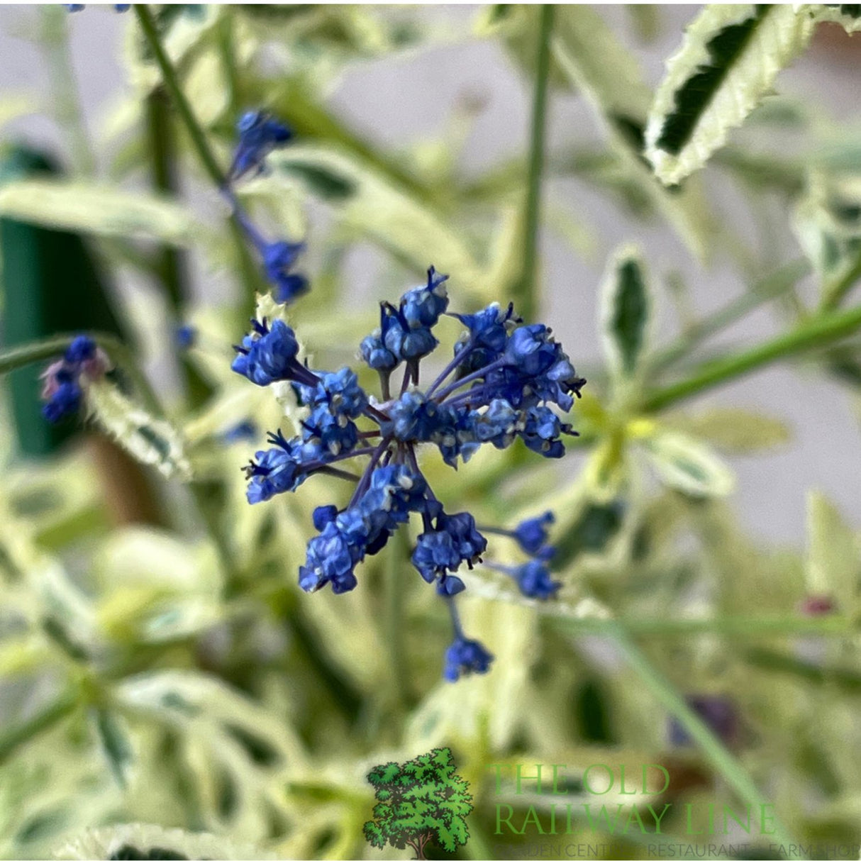 Ceanothus 'Lemon and Lime' Plant 3Ltr Pot