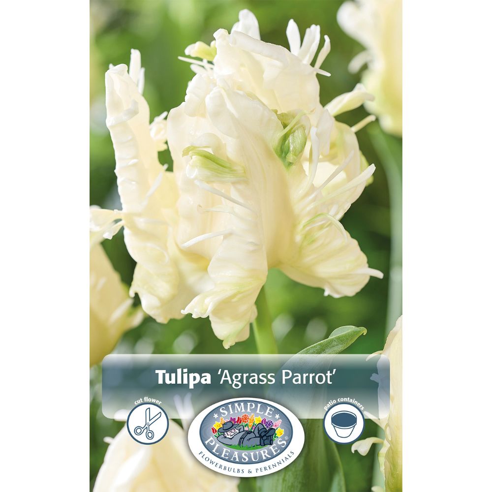 De Ree Agrass Parrot Tulip Bulbs