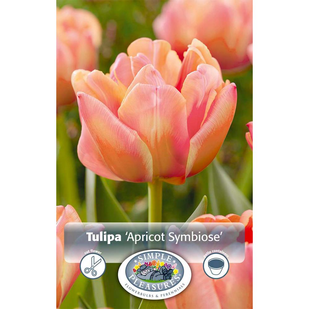 De Ree Apricot Symbiose Spring Early Double Tulip Bulbs