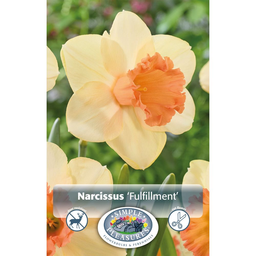 De Ree Fulfillment Large Cupped Narcissus Daffodil Bulbs