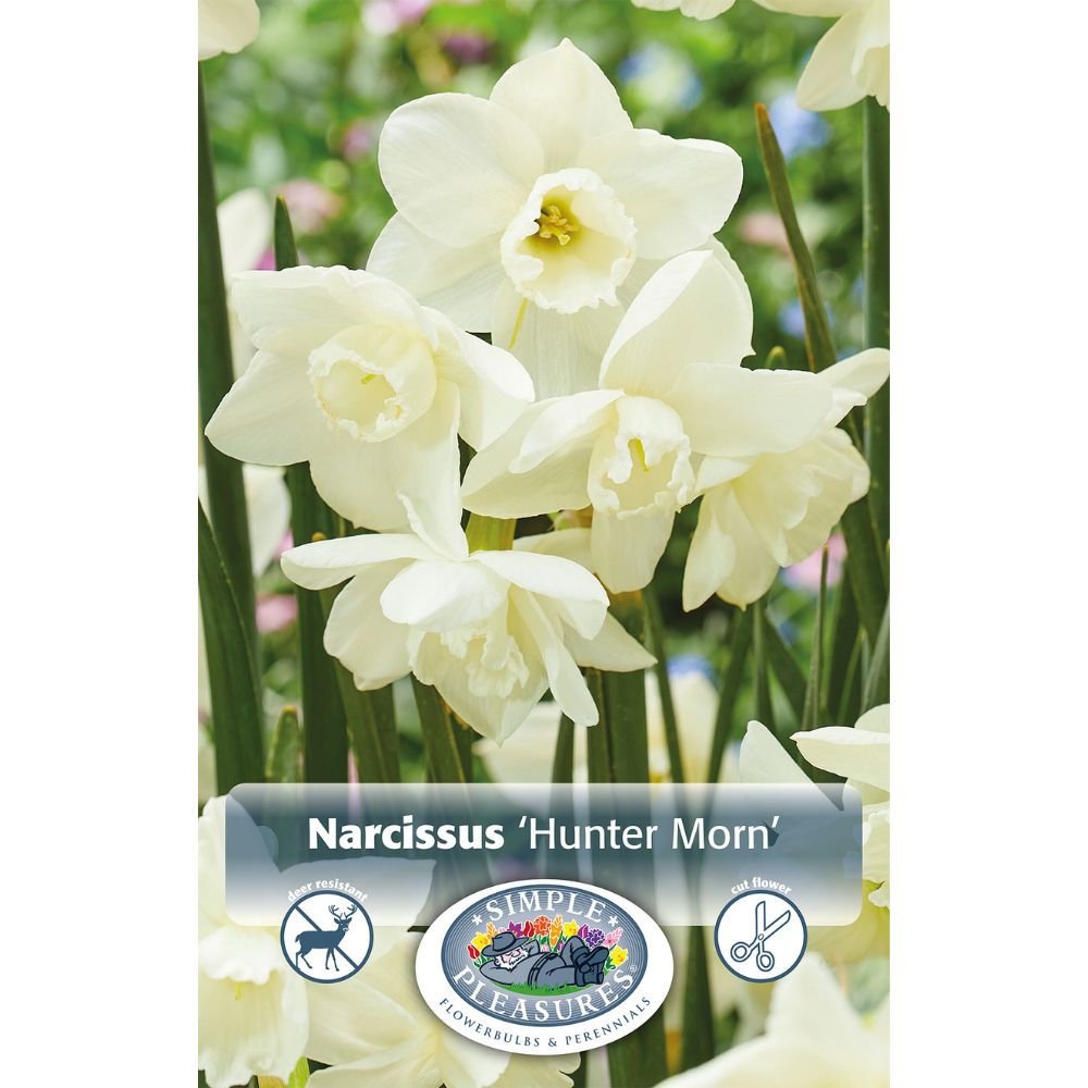 De Ree Hunter Morn Narcissus Daffodil Bulbs