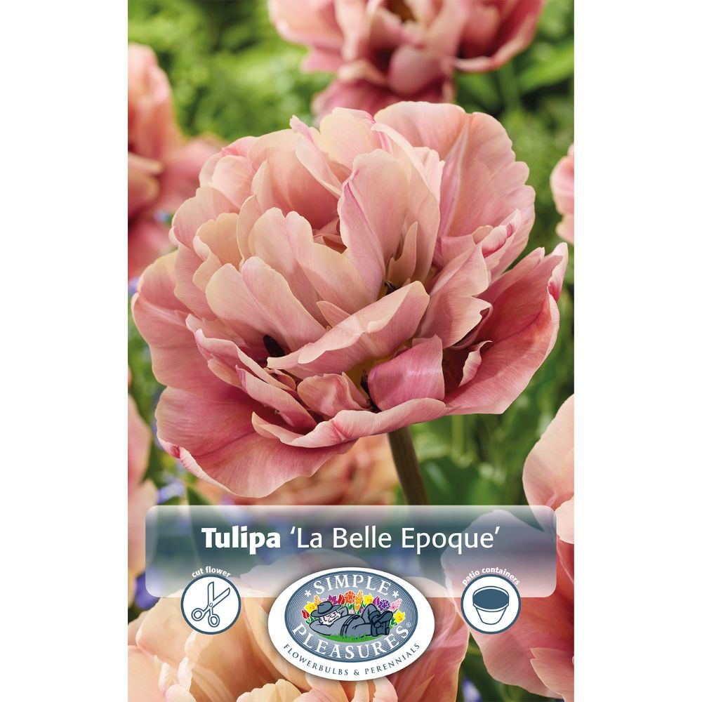 De Ree La Belle Spring Early Double Tulip Bulbs
