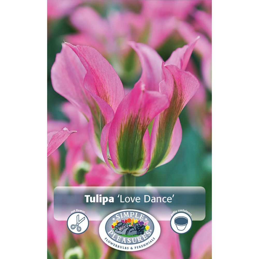 De Ree Love Dance Viridiflora Tulip Bulbs