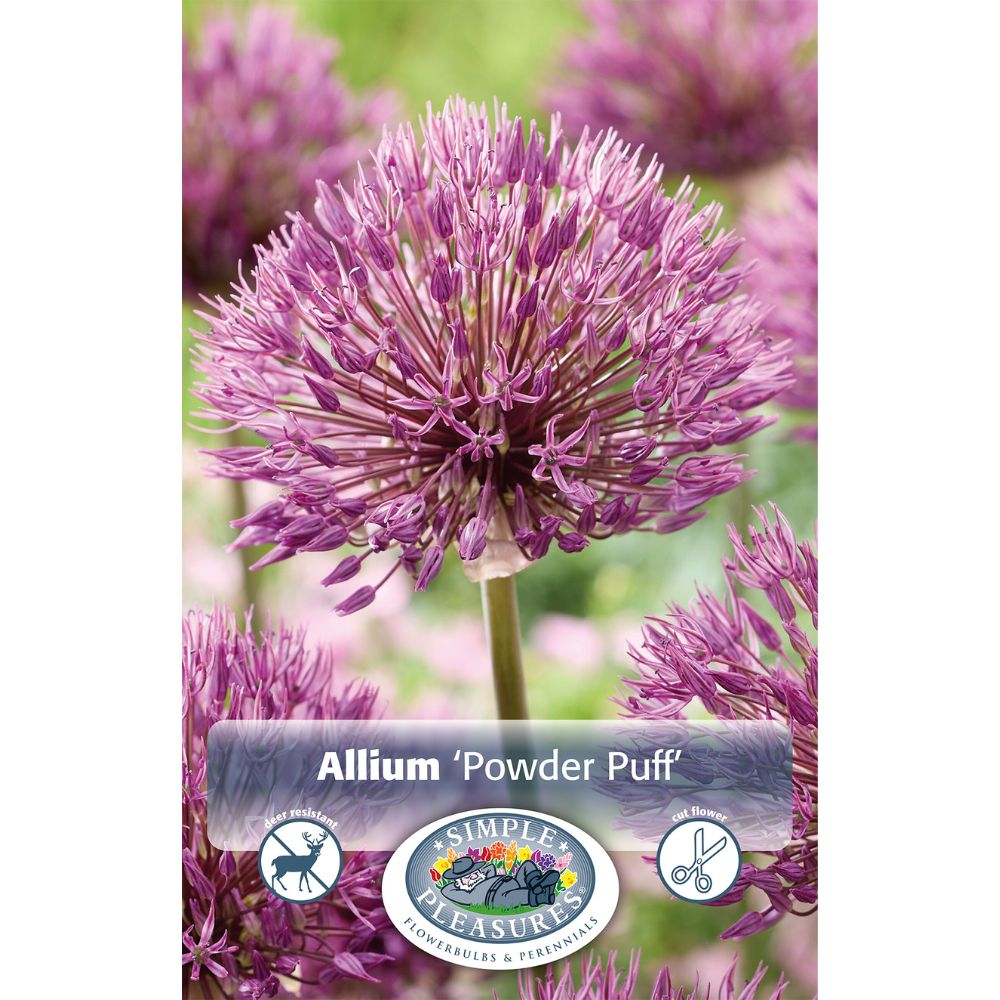 De Ree Powder Puff Allium Bulbs