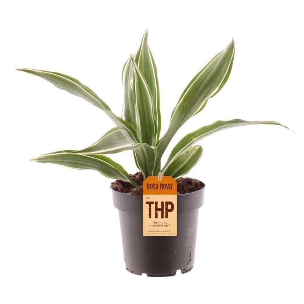 Dracaena Fragans Warneckei Plant 15cm Pot