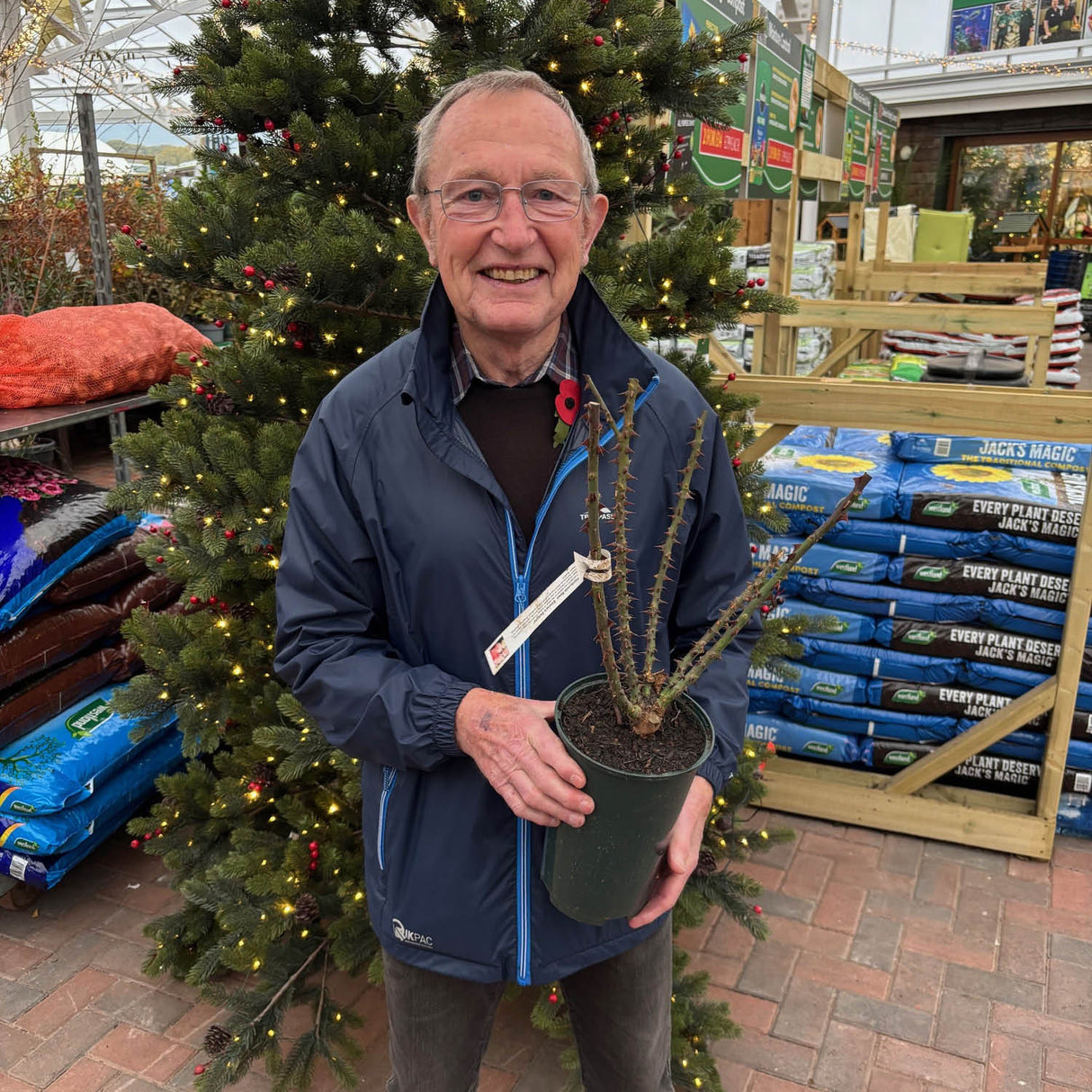 Eirona's Delight Striped Floribunda Rose by Gareth Davies - A Grade Bare Root