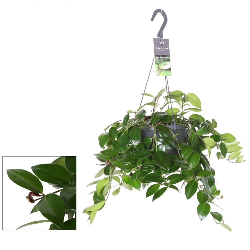 Green Inspiration Aeschynanthus Mona Lisa 17cm Hanging Pot