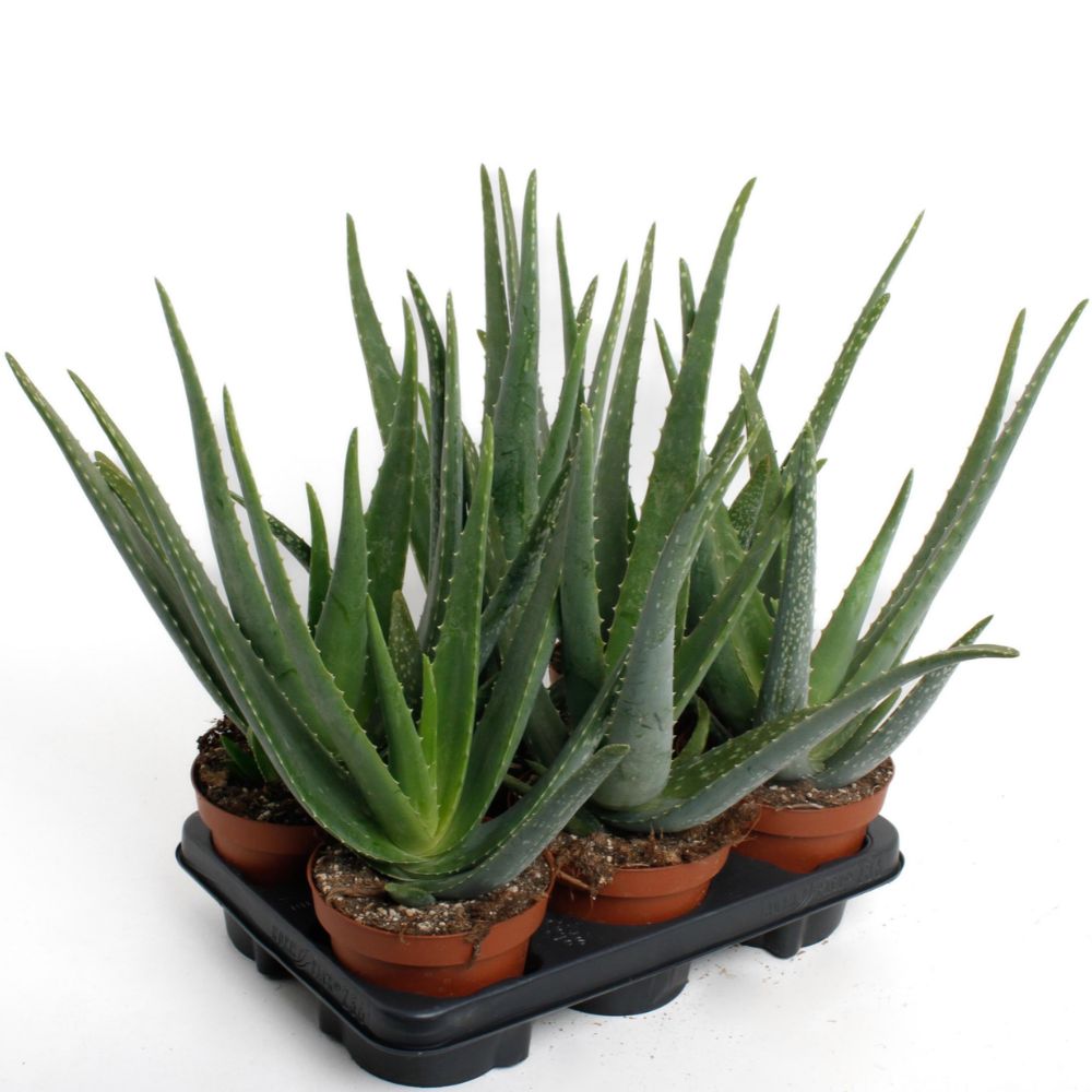 Green Inspiration Aloe Vera 14cm Pot