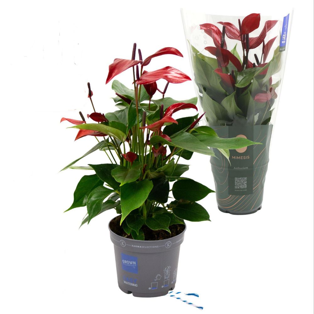 Green Inspiration Anthurium Lava (Mimesis) 12cm Pot