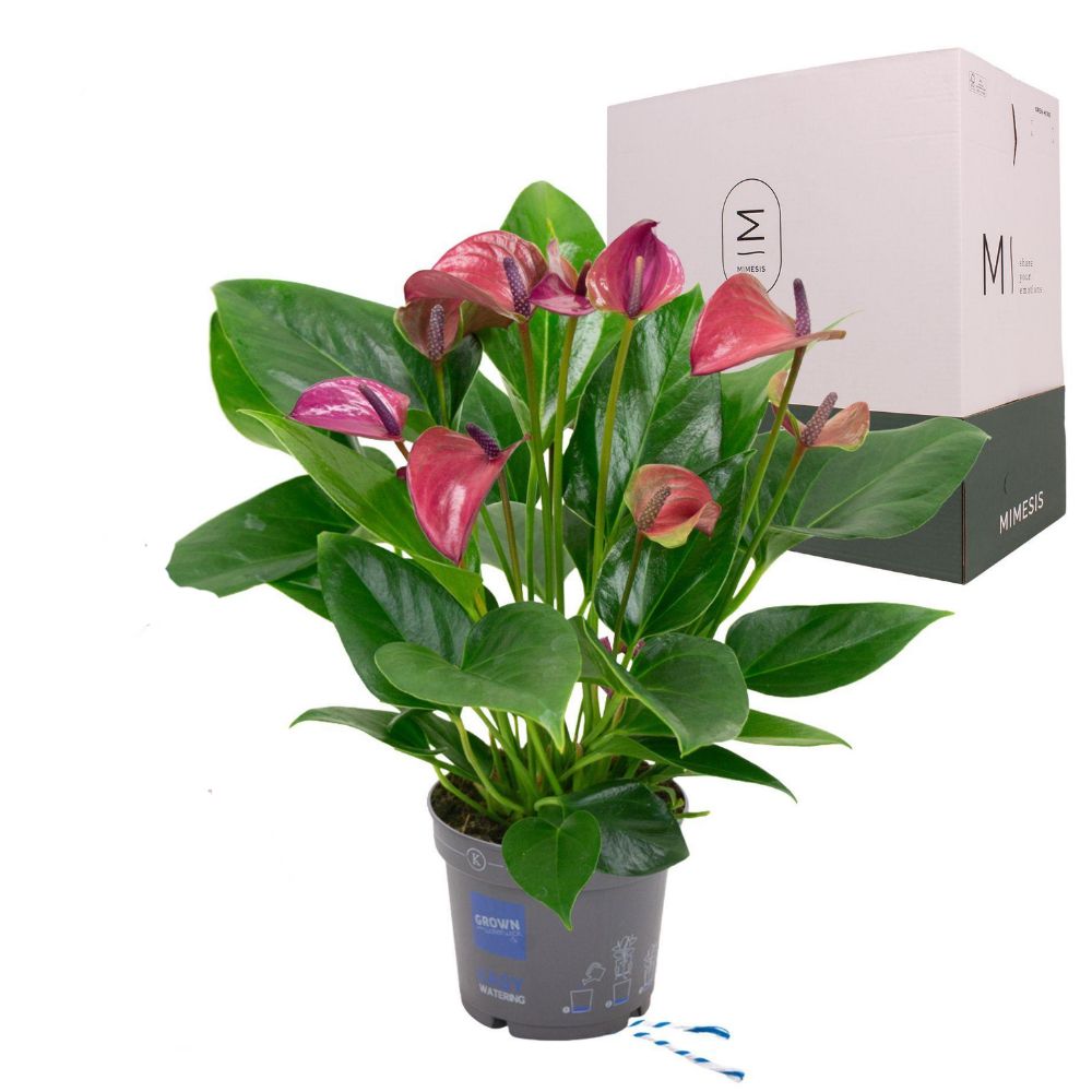 Green Inspiration Anthurium Purple 12cm Pot