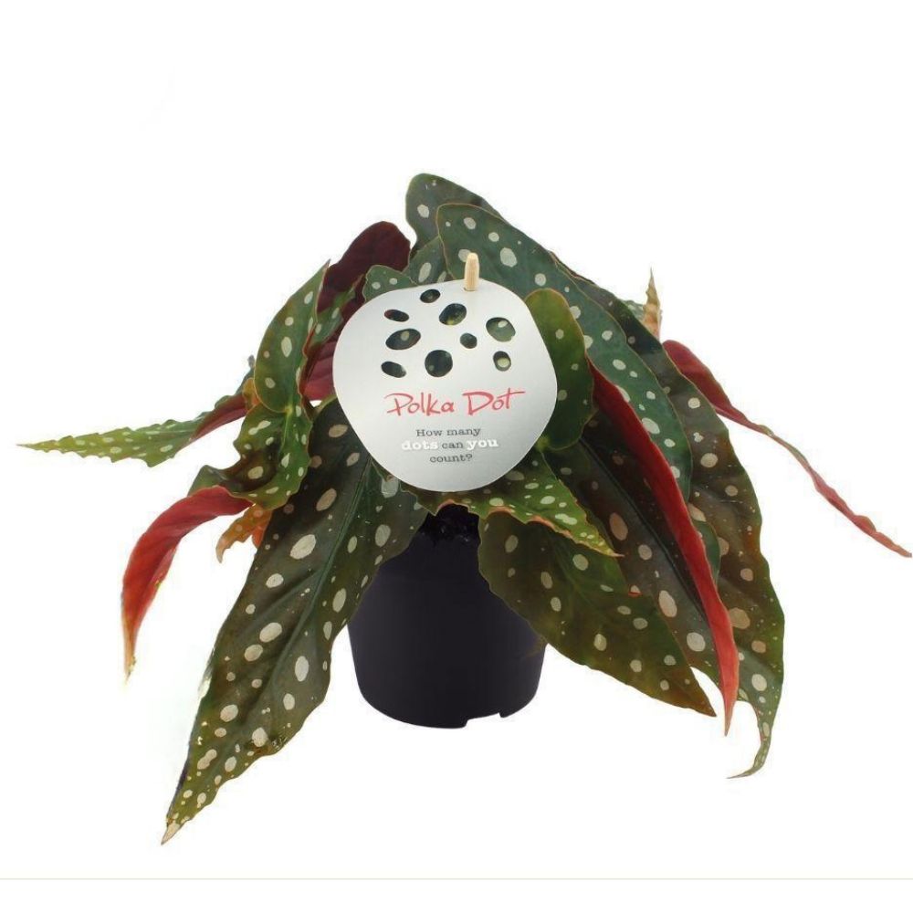 Green Inspiration Begonia Maculata 12cm Pot