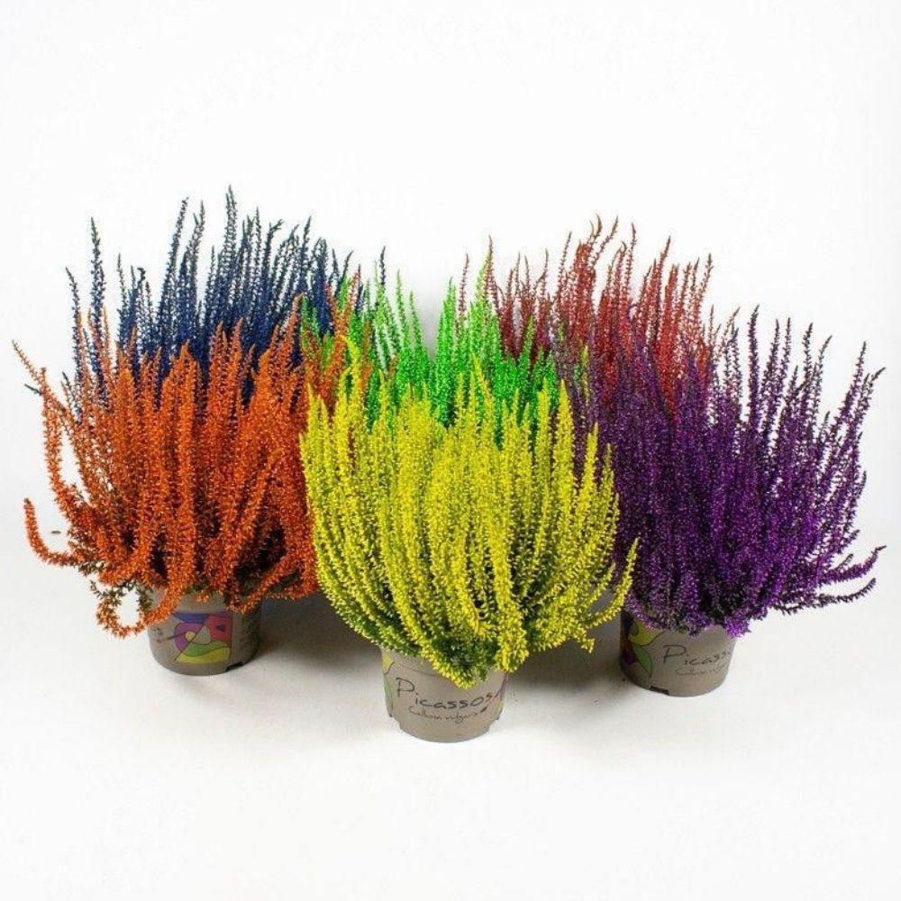 Green Inspiration Calluna Painted Mix 10cm Pot (Choice of 6)