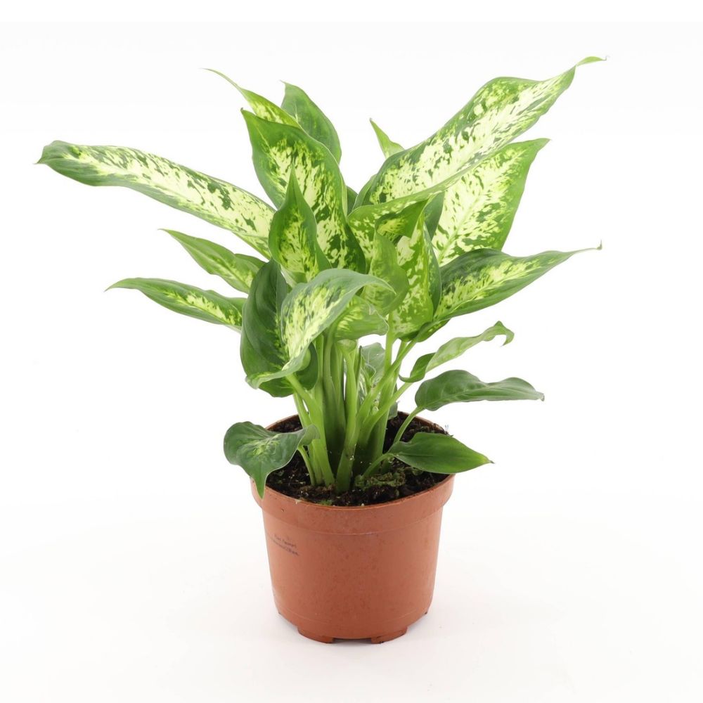 Green Inspiration Dieffenbachia 'Compacta' 17cm Pot