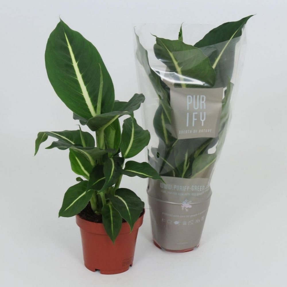 Green Inspiration Dieffenbachia 'Green Magic' 12cm Pot