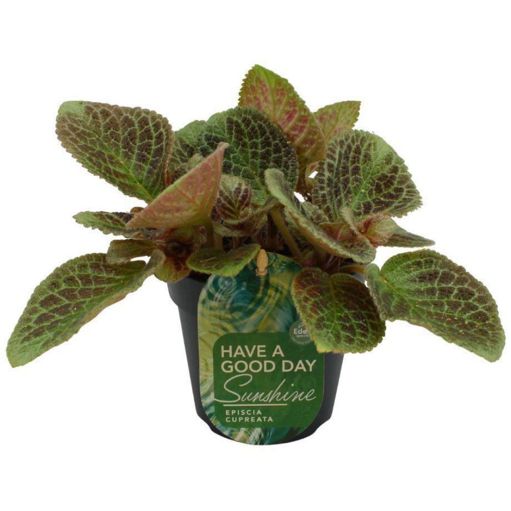 Green Inspiration Episcia Cupreata Shimmer 12cm Pot