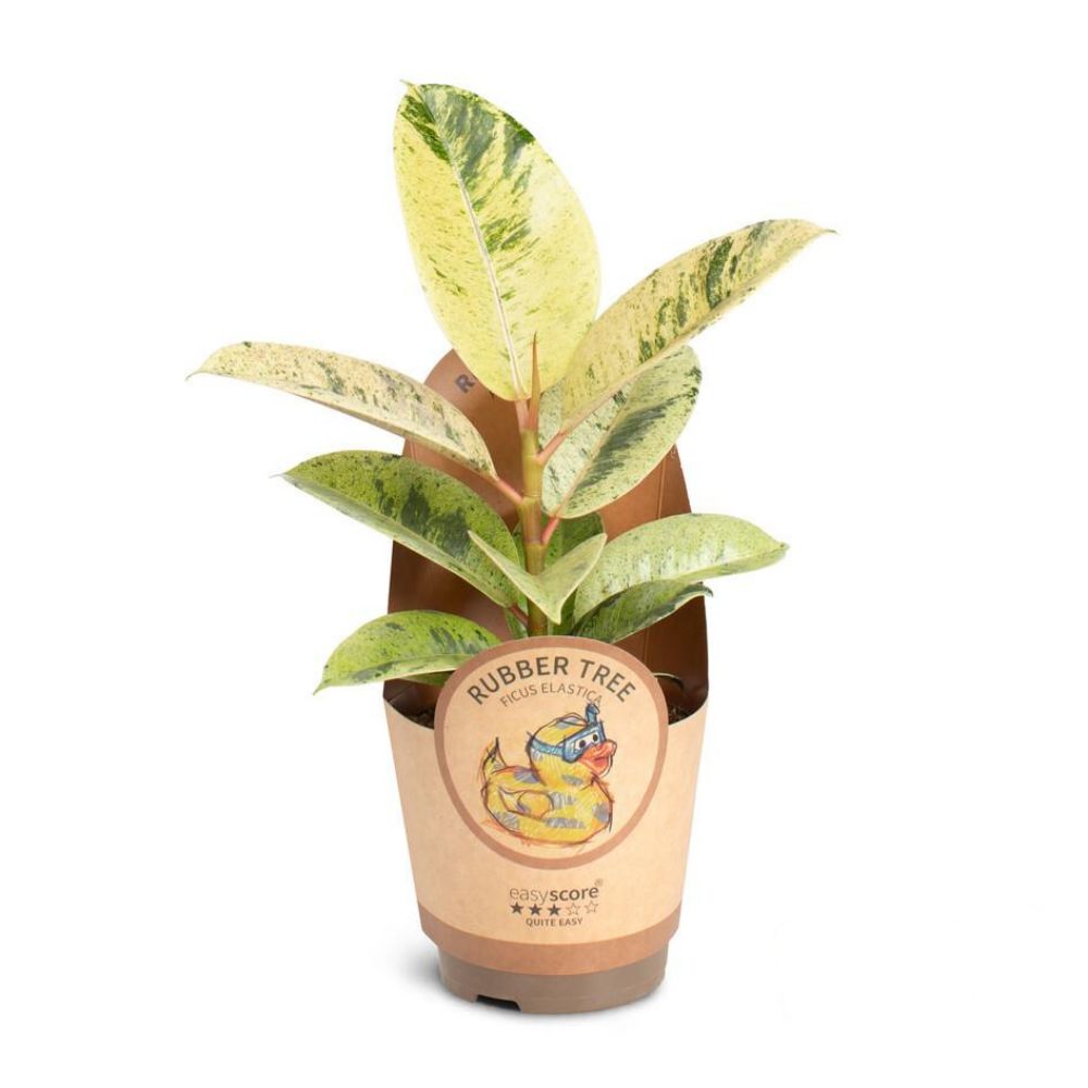 Green Inspiration Ficus Elastica Shivereana 11cm Pot