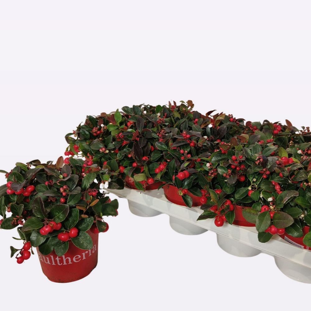 Green Inspiration Gaultheria Big Berry Red 12cm Pot
