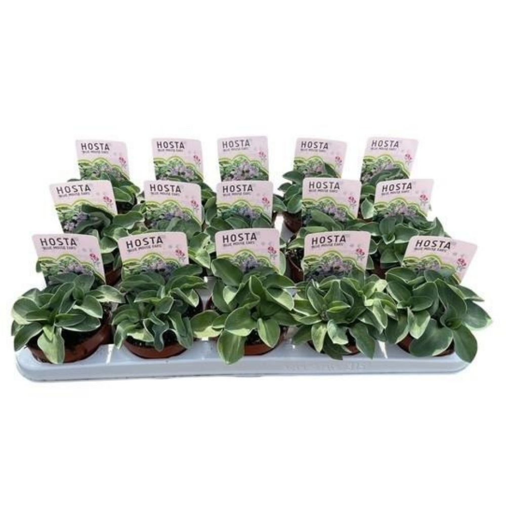 Green Inspiration Hosta 'Blue Mouse Ears' 10.5cm Pot