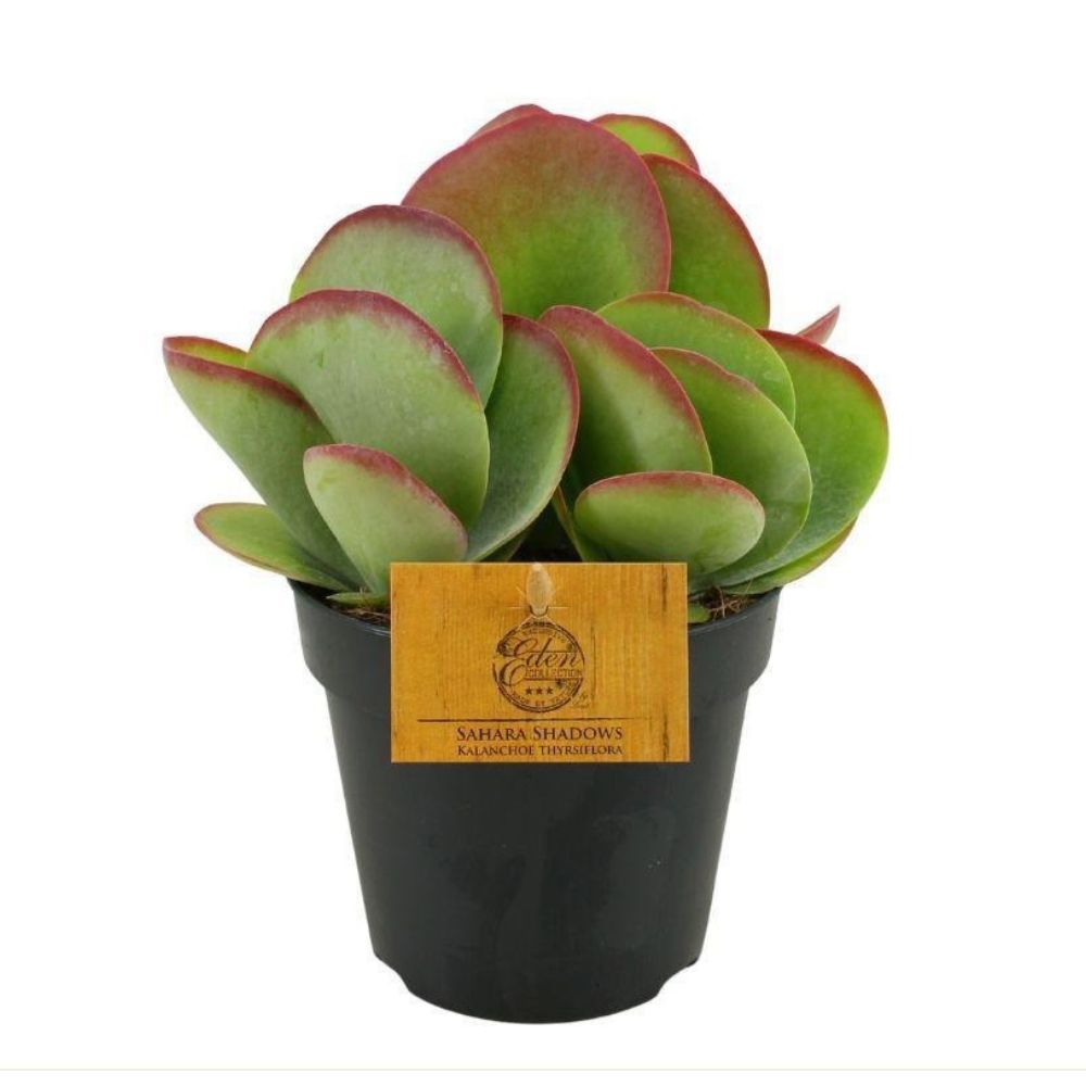 Green Inspiration Kalanchoe Thyrsiflora 12cm Pot