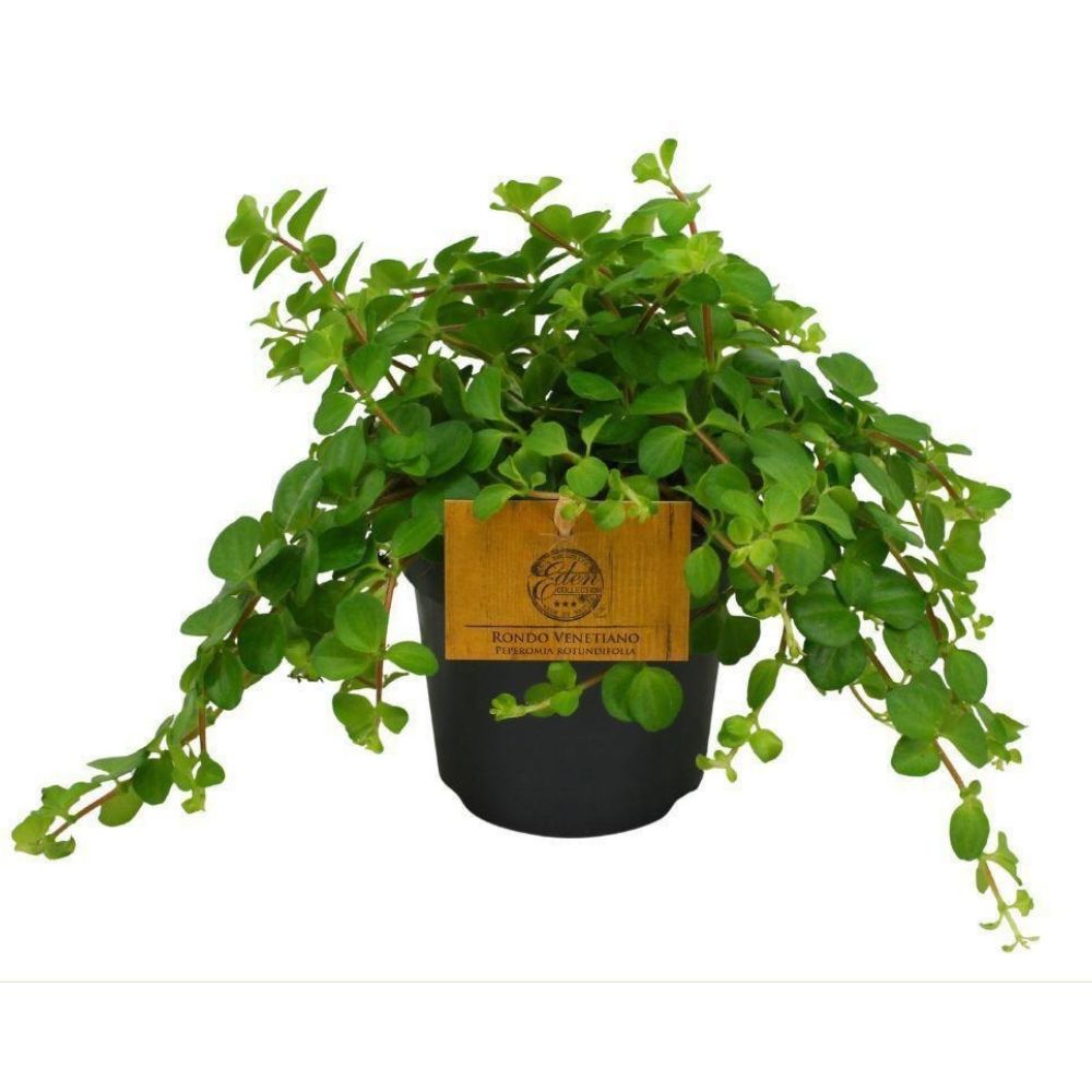 Green Inspiration Peperomia Rotundifolia 10.5cm Pot