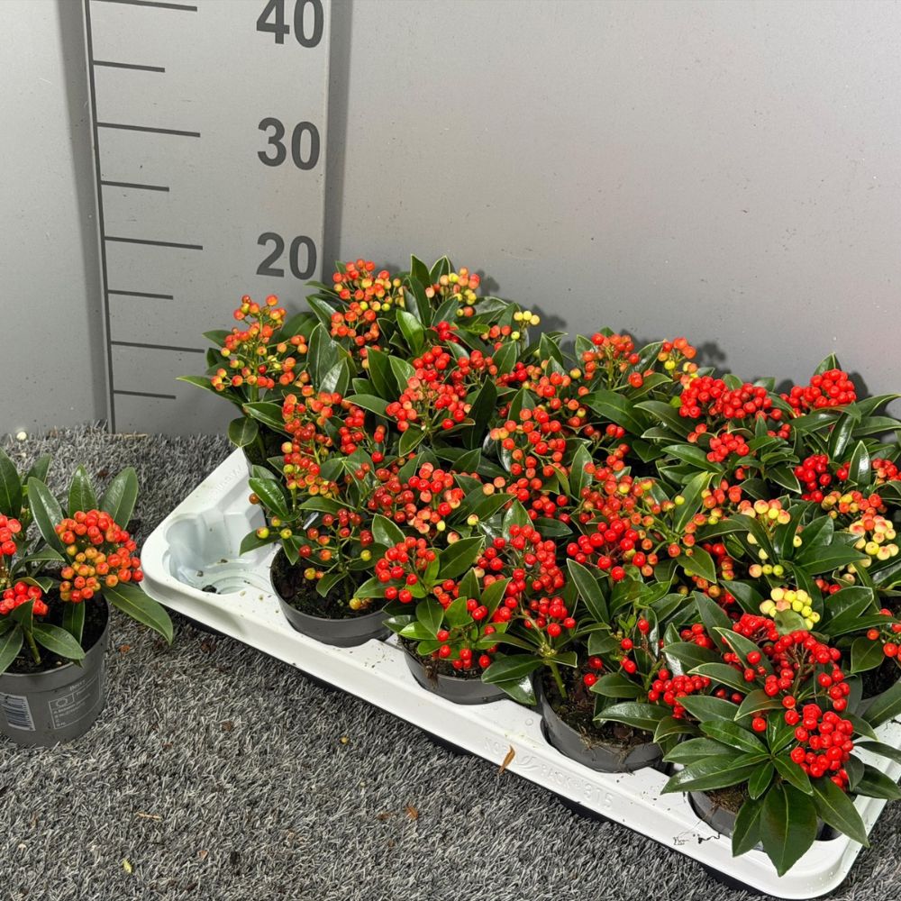Green Inspiration Skimmia Japonica 'Red Berry Bee' 10.5cm Pot