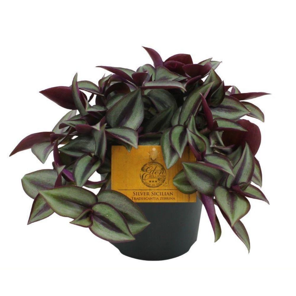 Green Inspiration Tradescantia Zebrina Compacta 10.5cm