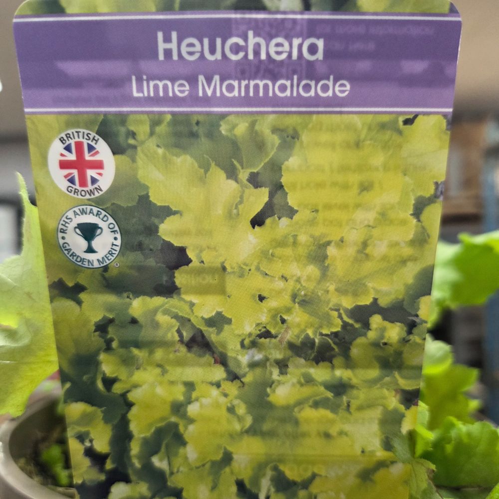 Heuchera 'Lime Marmalade' Plant - 3Ltr Pot