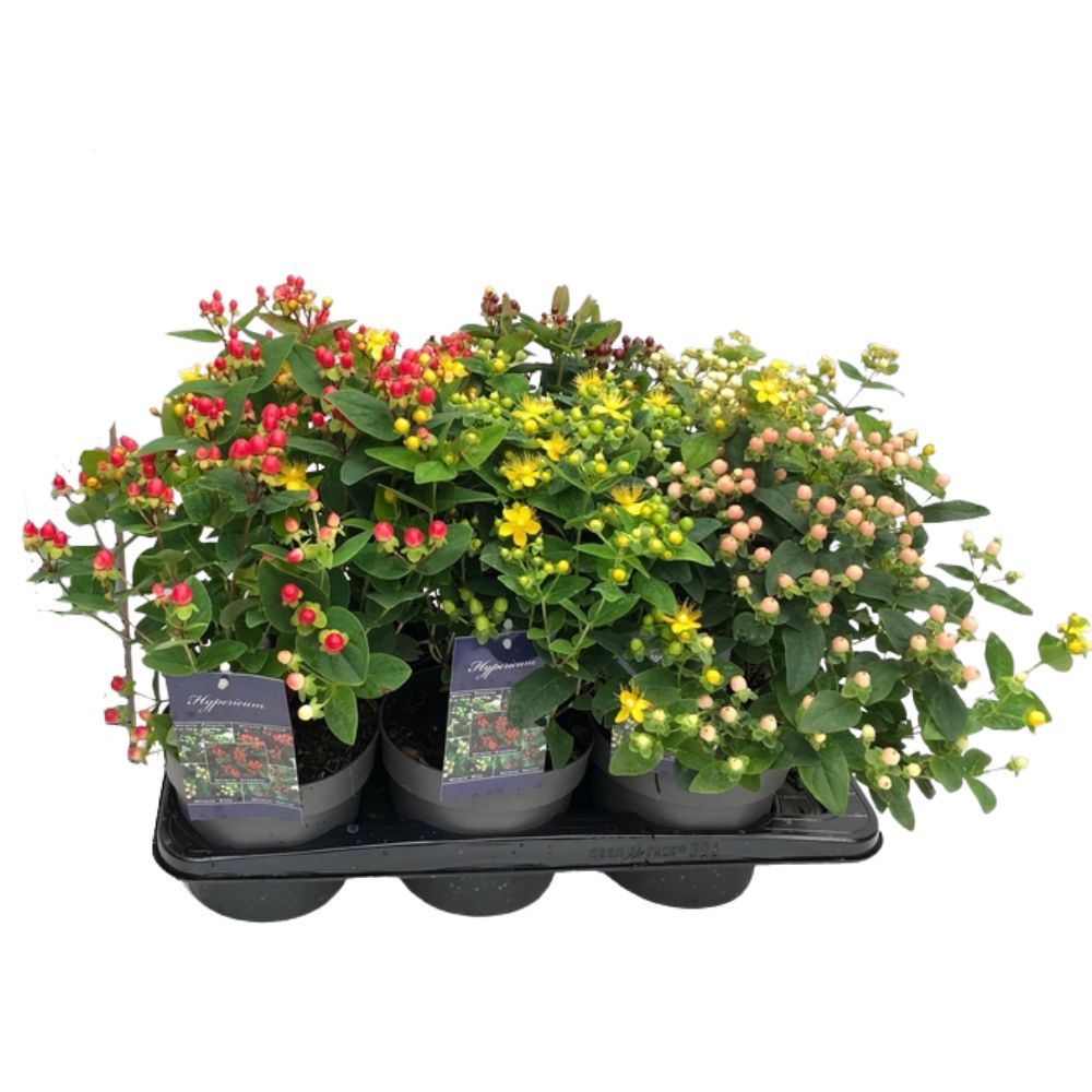 Hypericum Miracle 'St Johns Wort' Plant - 2Ltr Pot - Mixed