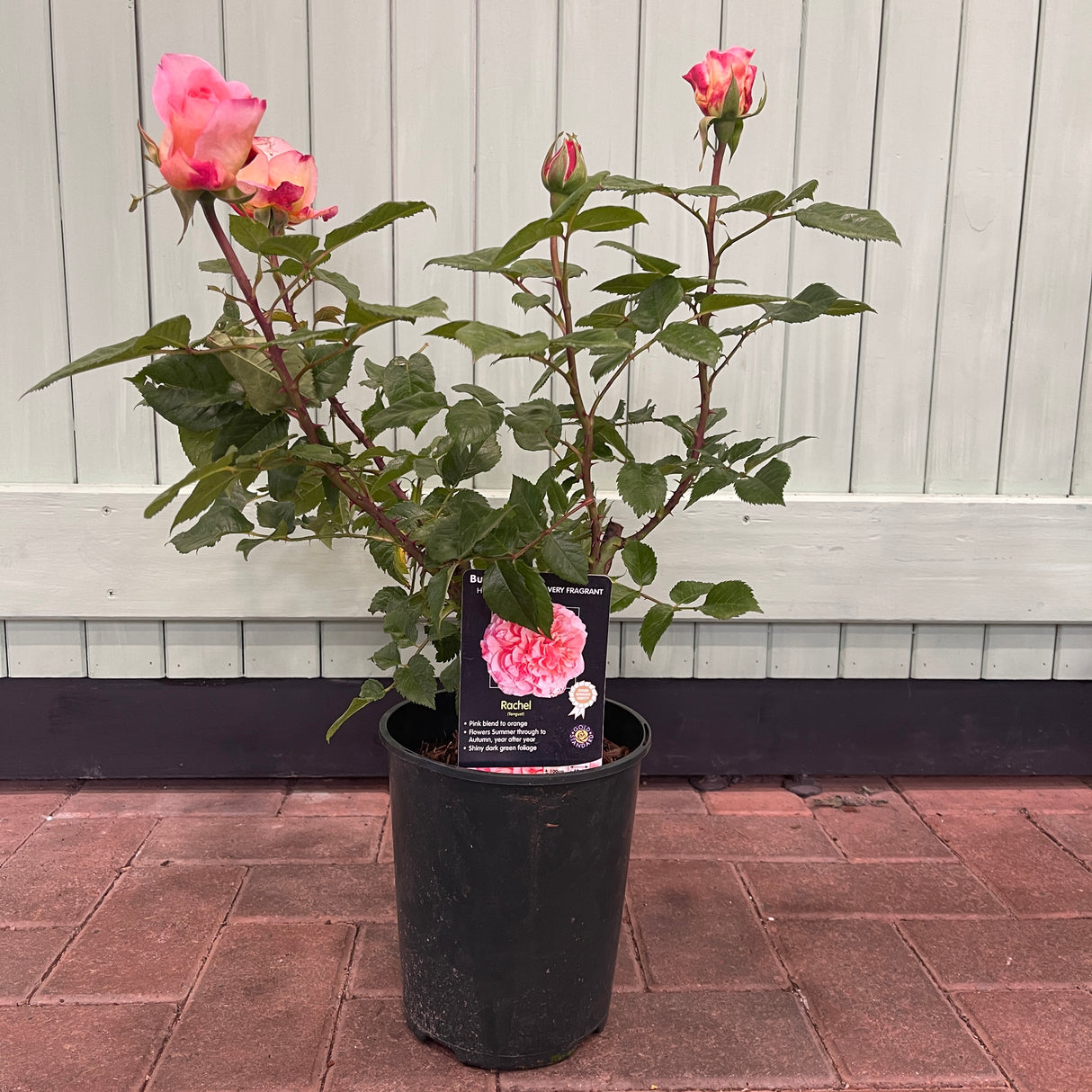 Whartons 'Rachel' Pink Hybrid Tea Rose 4Ltr Pot