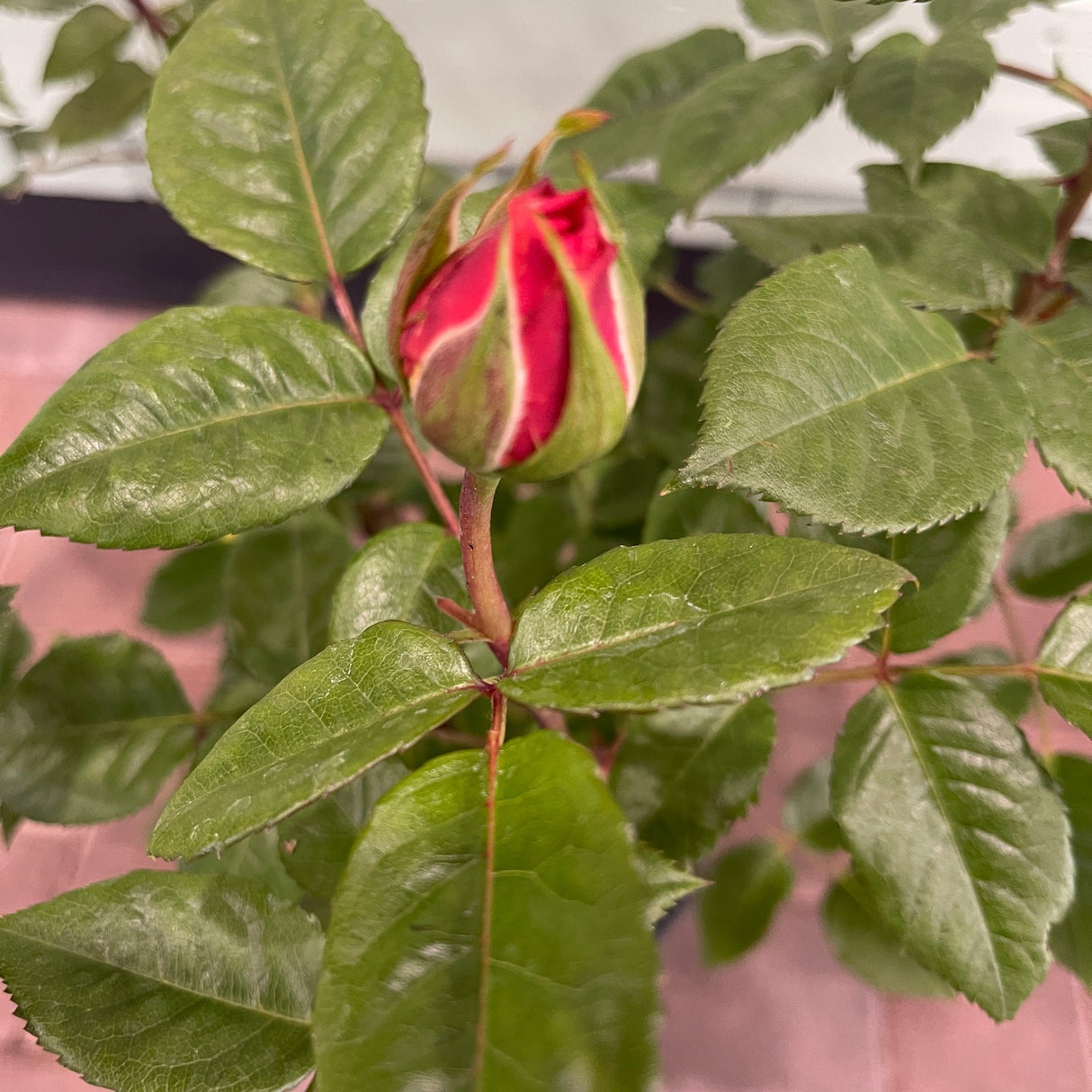 Whartons 'Rachel' Pink Hybrid Tea Rose 4Ltr Pot