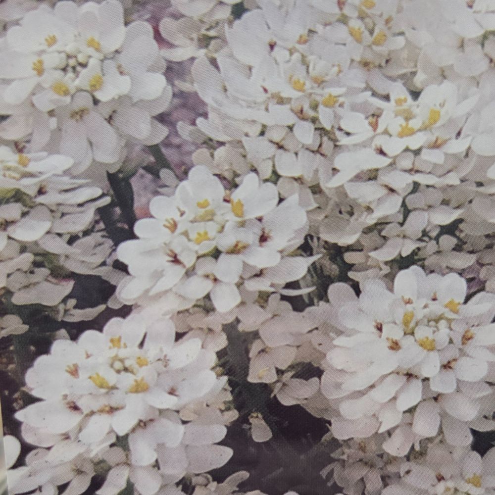 Iberis sempervirens 'Appen-Etz' Candytuft Plant - 1Ltr Pot