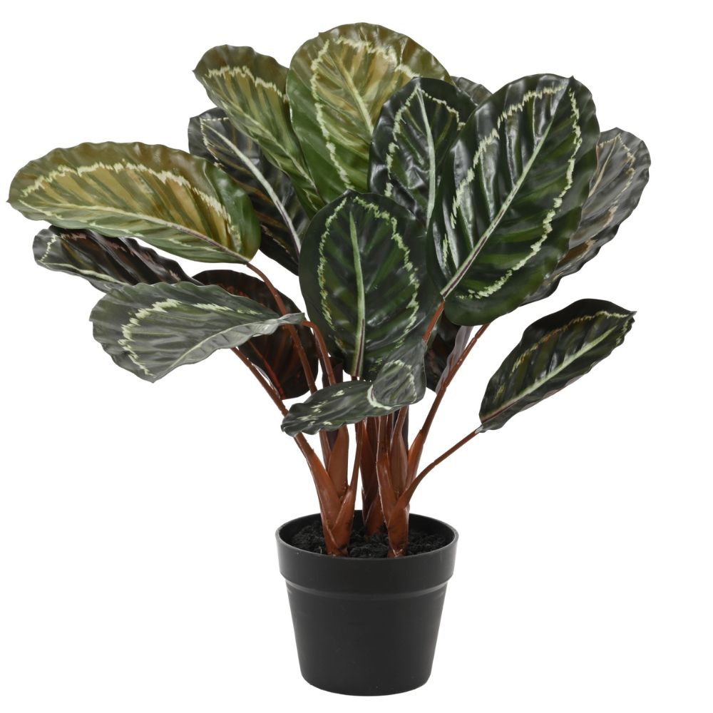 Kaemingk Artificial Calathea In Plastic Pot