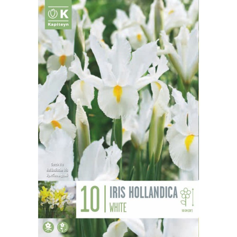 Kapiteyn 10 Iris Hollandica Spring Flowering Bulbs