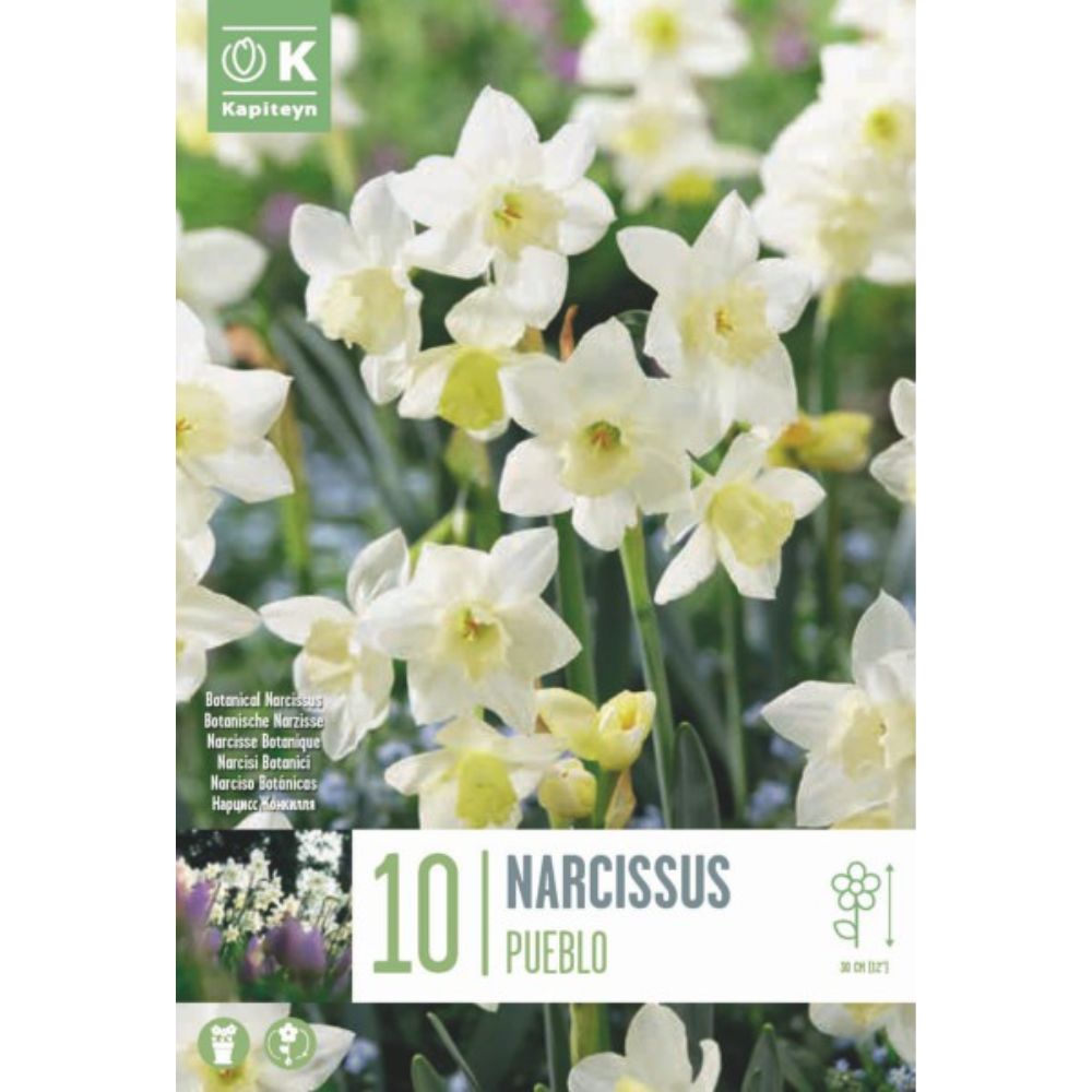 Kapiteyn 10 Narcissus Pueblo Spring Flowering Bulbs