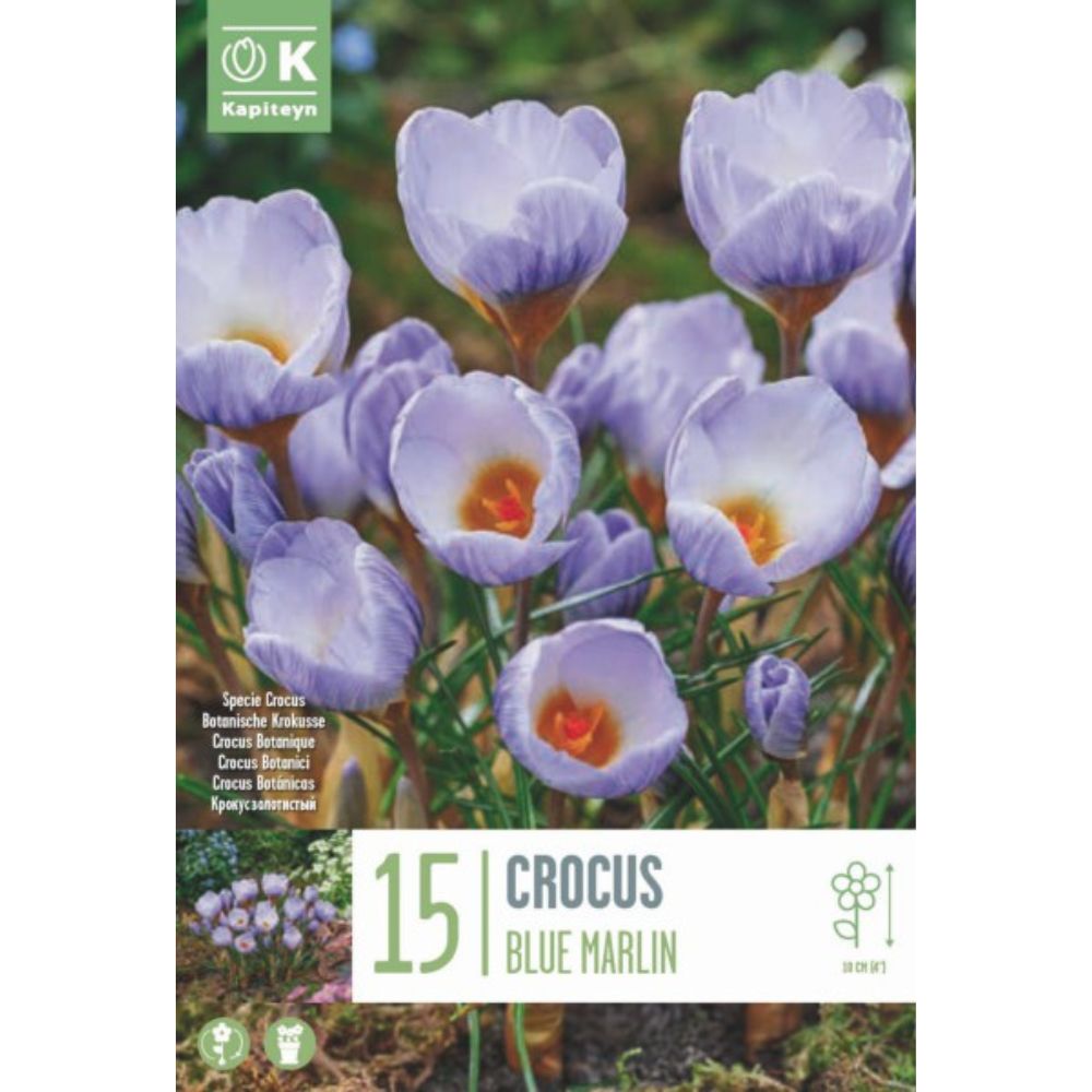 Kapiteyn 15 Crocus Specie Blue Marlin Spring Flowering Bulbs