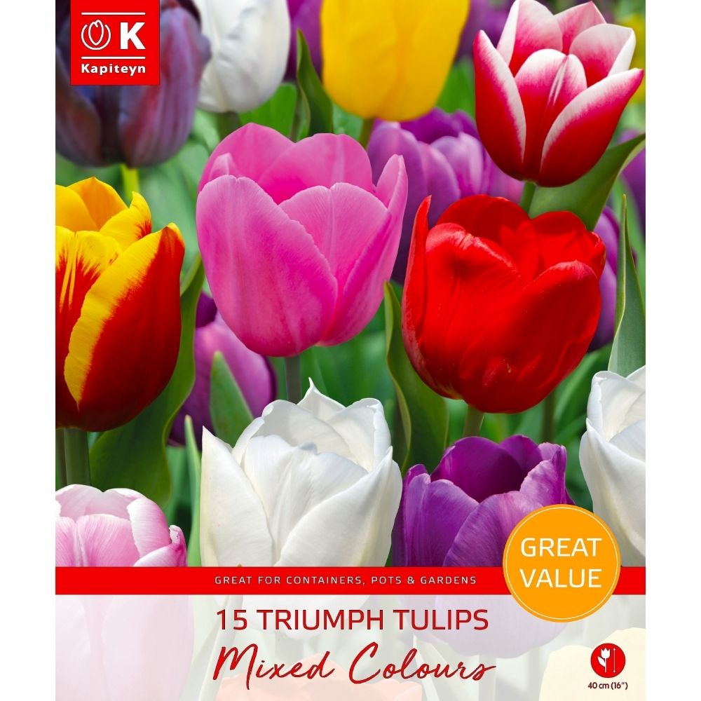 Kapiteyn 15 Triumph Tulips Mixed Colours Bulbs