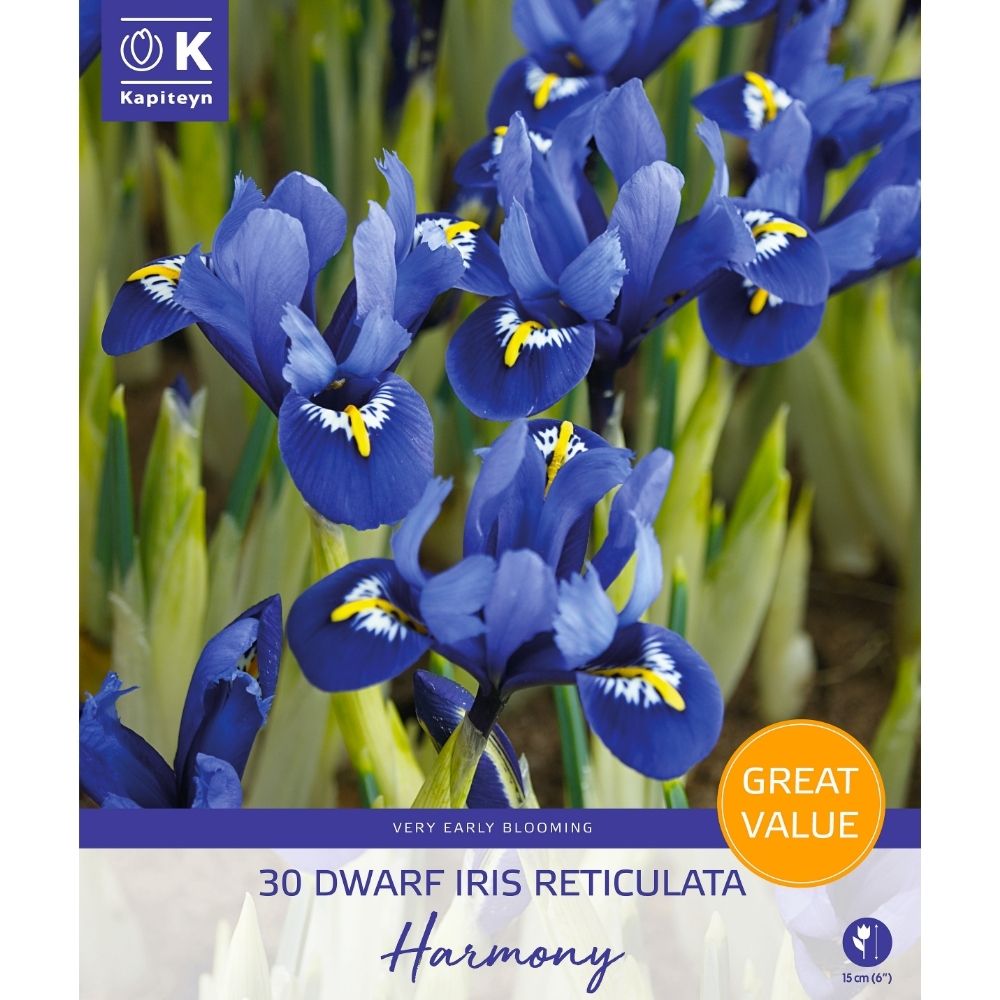 Kapiteyn 30 Dwarf Iris Reticulata Harmony Bulbs