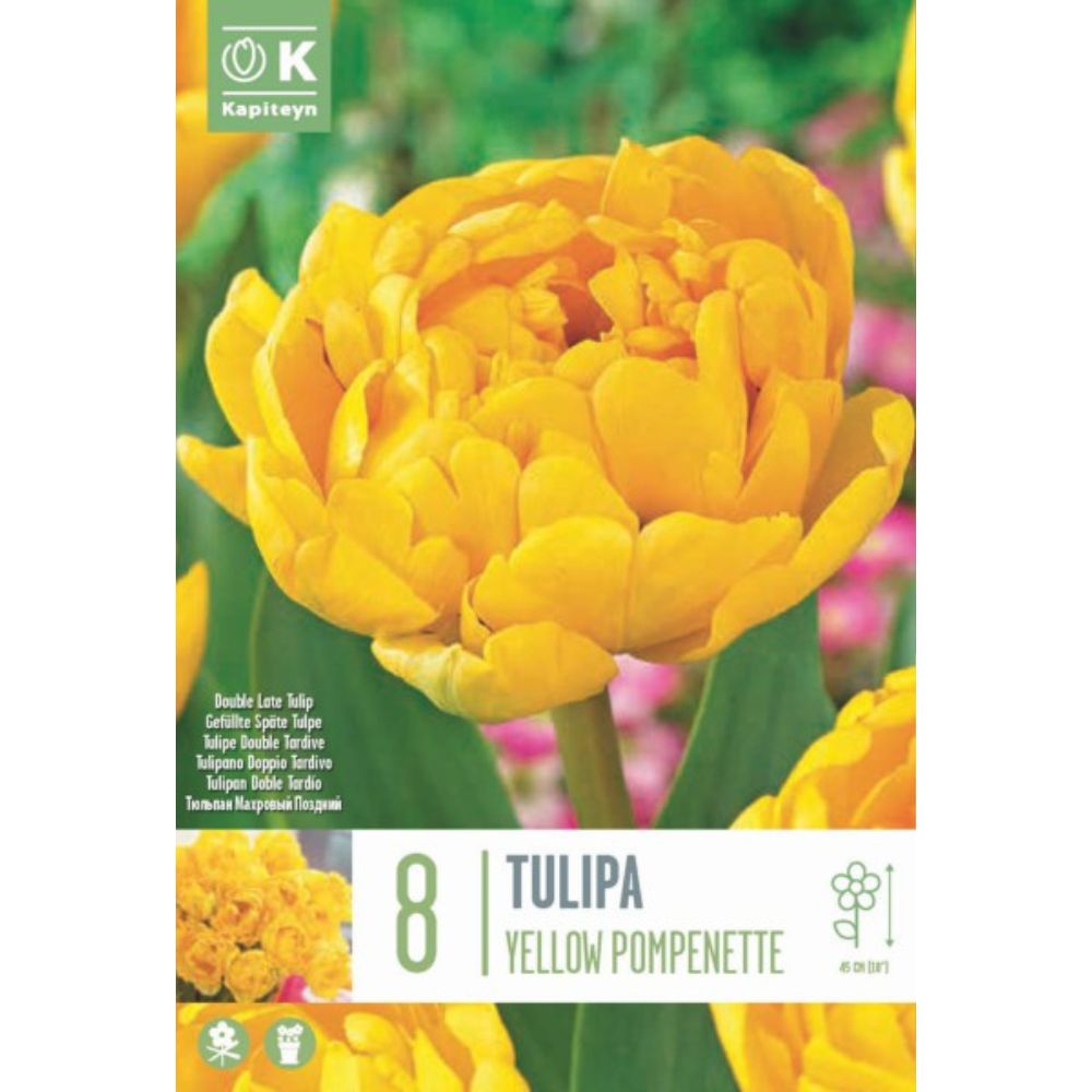 Kapiteyn 8 Tulip Yellow Pompenette Spring Flowering Bulbs