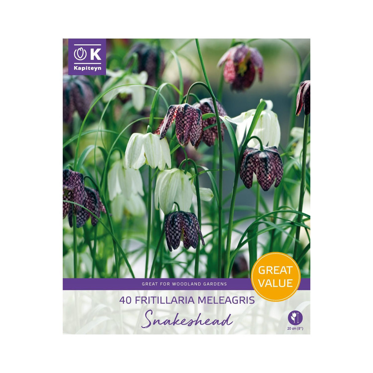 Kapiteyn 40 Fritillaria Melegris Snakeheads Spring Flowering Bulbs