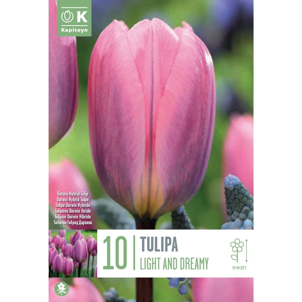 Kapiteyn 10 Tulip Light & Dreamy Bulbs