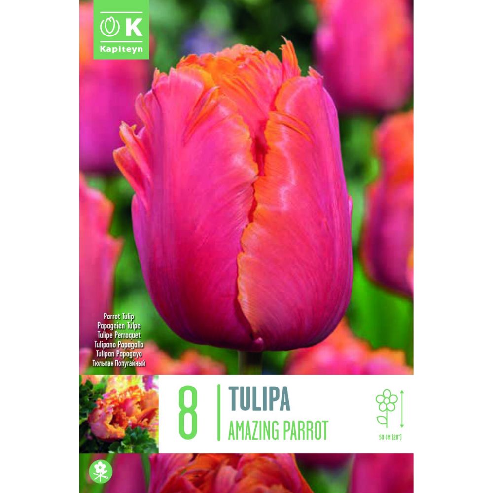 Kapiteyn 8 Tulip Amazing Parrot Bulbs