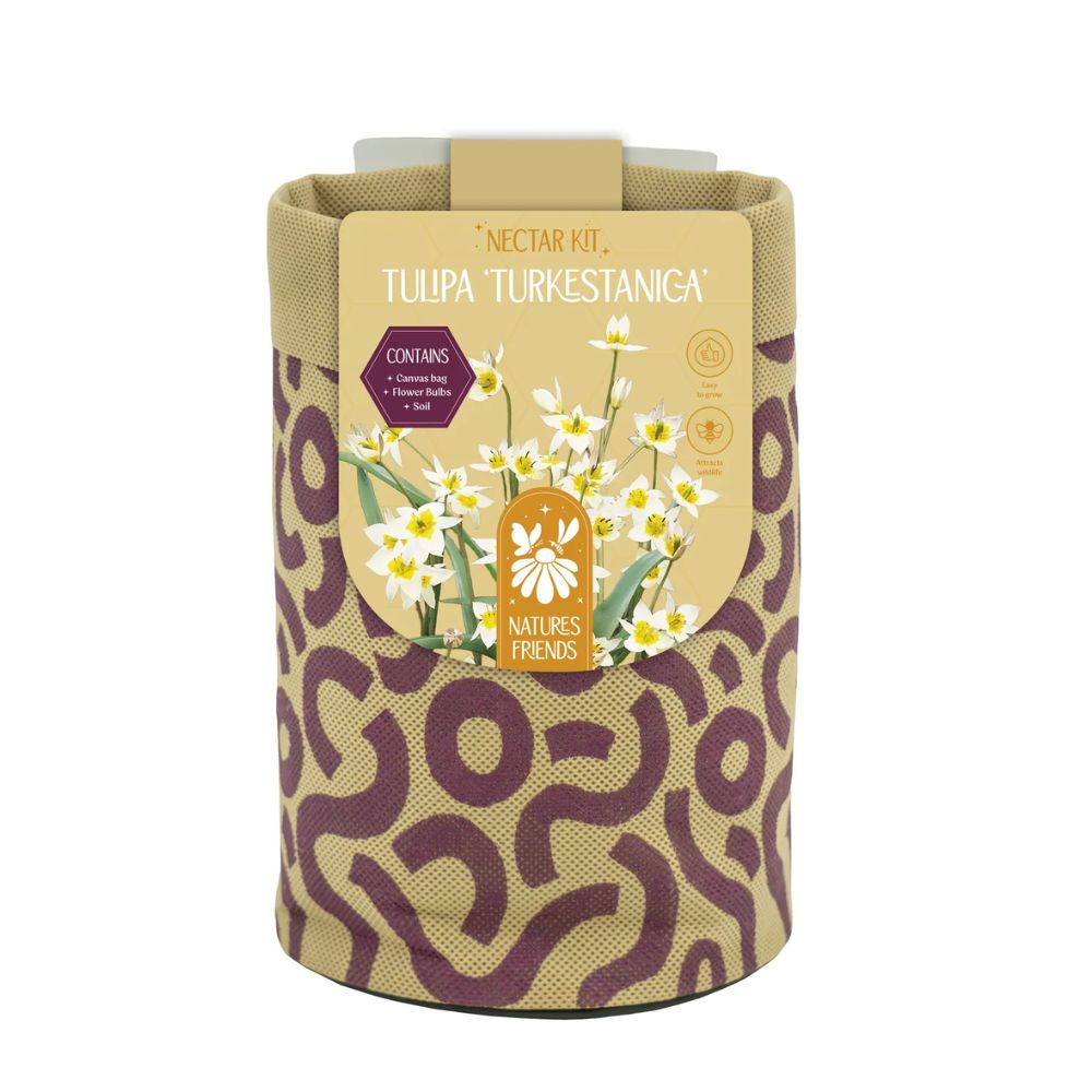 Kapiteyn Tulip Turkestaniga Canvas Large Gift Bulb Kit
