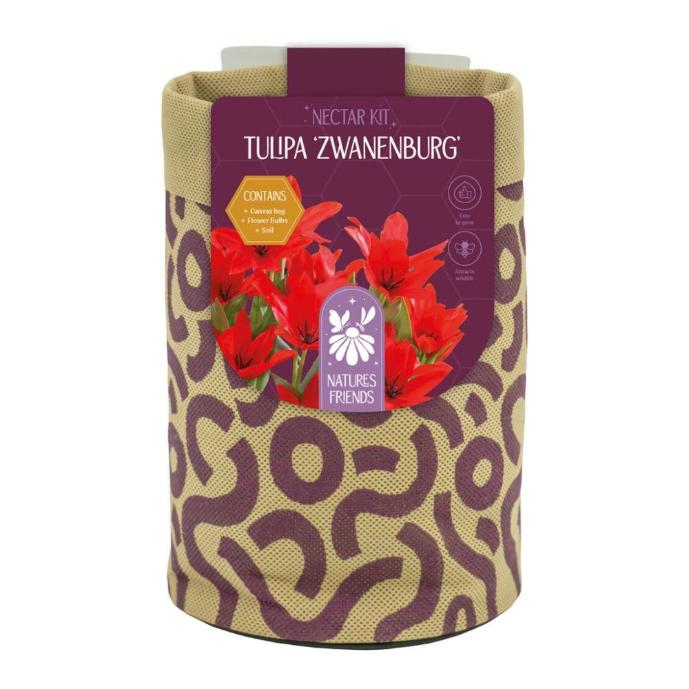 Kapiteyn Tulip Zwanenburg Canvas Large Gift Bulb Kit
