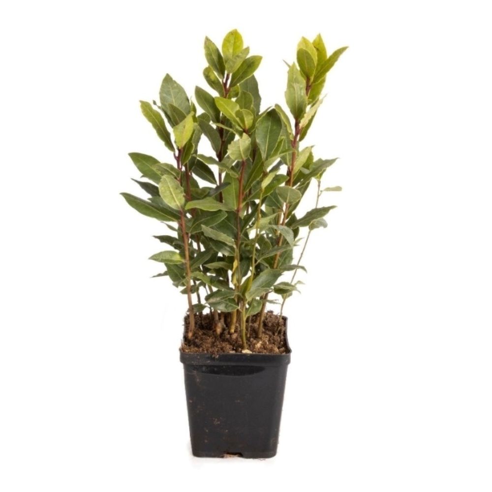 Laurus nobilis Bay Tree - Herb Plant - 9cm Pot