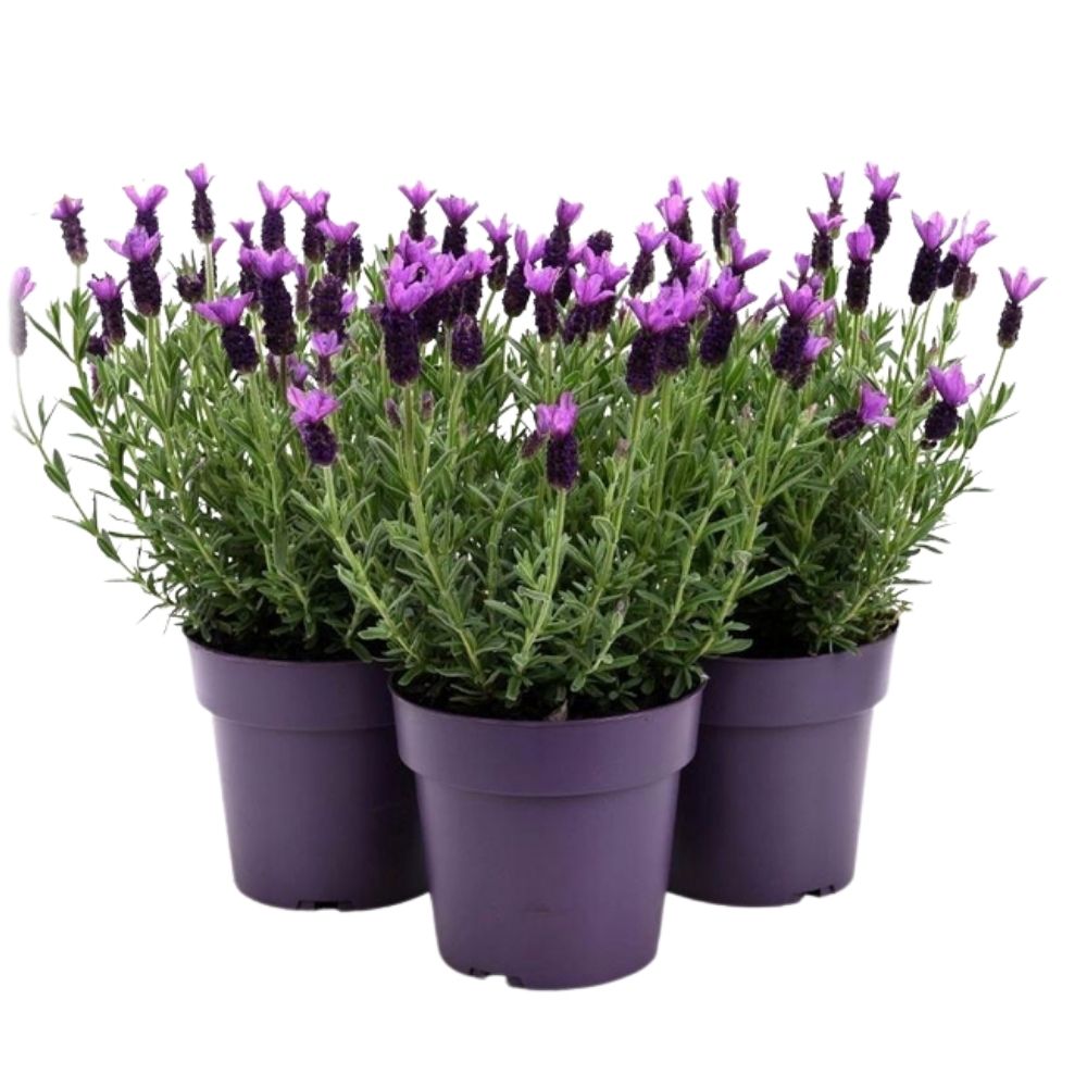 Lavandula stoechas 'French Lavender' Plant - 14cm Pot
