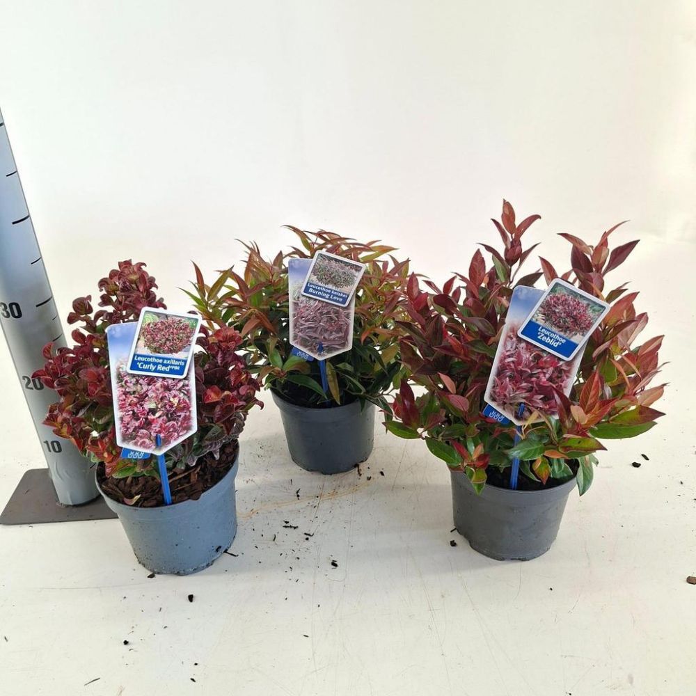 Leucothoe Plant 2Ltr Pot (Choice of 3)